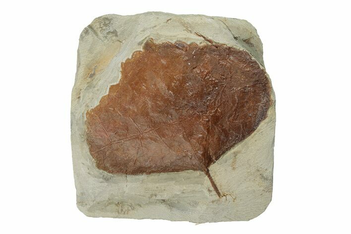 Fossil Leaf (Zizyphoides) - Montana #270229